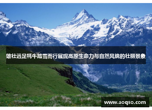 雄壮远足牦牛踏雪而行展现高原生命力与自然风貌的壮丽景象 雄壮远足牦牛踏雪而行展现高原生命力与自然风貌的壮丽景象